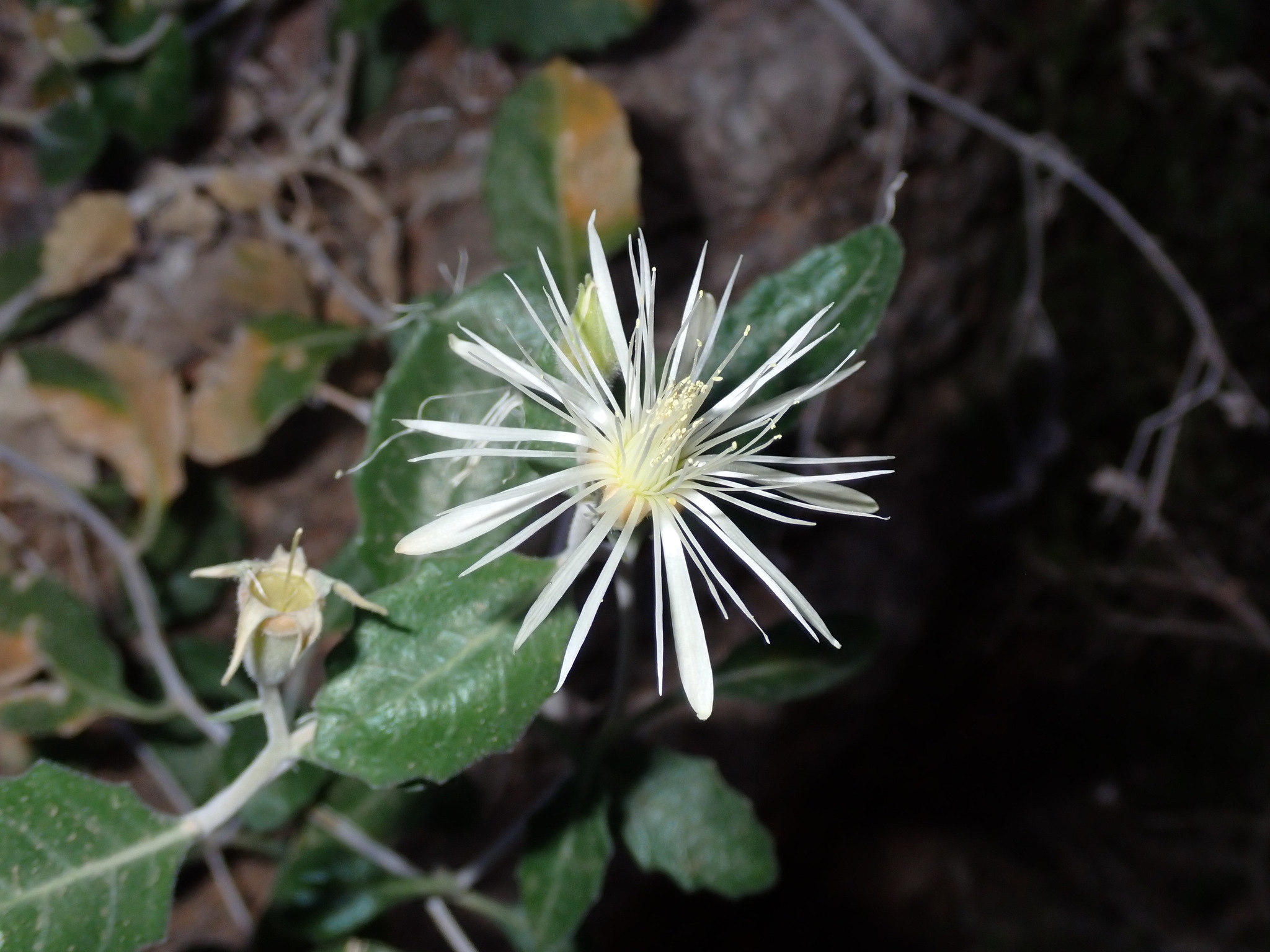 Mentzelia hualapaiensis