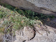 Camissoniopsis confusa