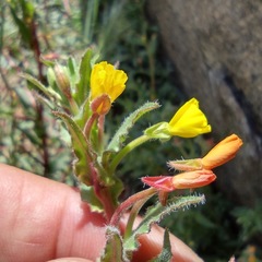 Camissoniopsis confusa