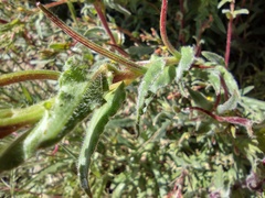 Camissoniopsis confusa