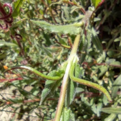 Camissoniopsis confusa