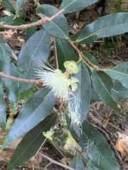 Syzygium