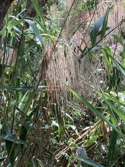 Thysanolaena