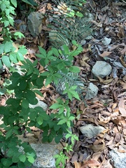 Ipomoea cairica
