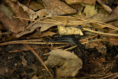 Plethodon kiamichi