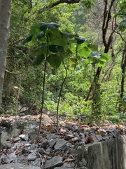 Macaranga