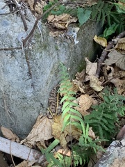 Christella parasitica