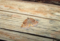 Epirranthis diversata