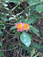 Lantana camara