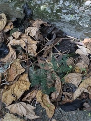 Selaginella uncinata