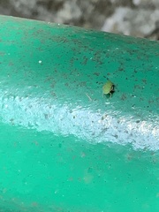 Auchenorrhyncha