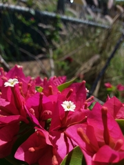 Bougainvillea glabra