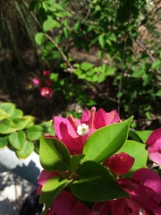 Bougainvillea glabra