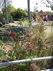 Bougainvillea glabra