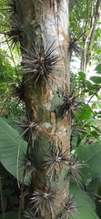 Leuenbergeria bleo