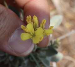 Physaria ovalifolia