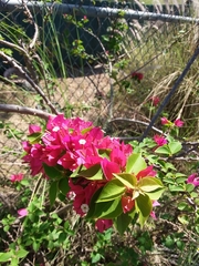 Bougainvillea glabra