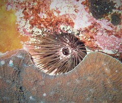 Echinostrephus aciculatus