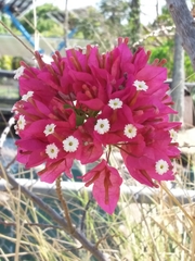 Bougainvillea glabra