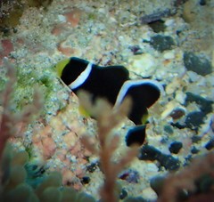 Amphiprion mccullochi