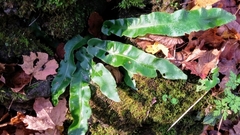 Asplenium scolopendrium americanum