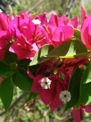Bougainvillea glabra