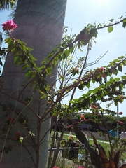 Bougainvillea glabra