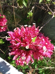 Bougainvillea glabra