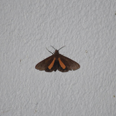 Virbia medarda