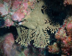 Stylaster brunneus