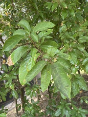 Ficus hispida