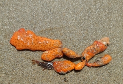 Metandrocarpa dura