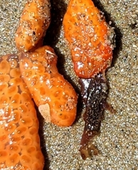 Metandrocarpa dura