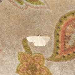 Scopula apparitaria