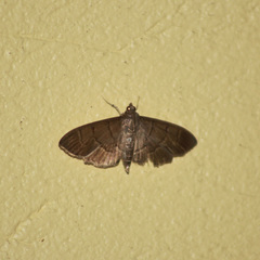 Herpetogramma semilaniata