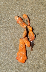 Metandrocarpa dura