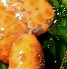 Metandrocarpa dura