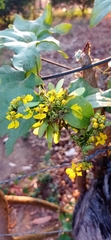 Stigmaphyllon lindenianum