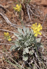 Physaria ovalifolia