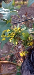 Stigmaphyllon lindenianum