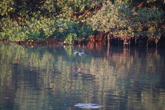 Butorides virescens image