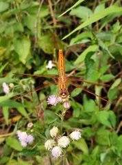 Brachythemis contaminata