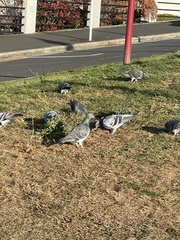 Columba livia domestica
