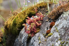 Petrosedum forsterianum