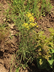 Lomatium triternatum brevifolium
