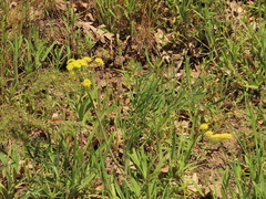 Lomatium triternatum brevifolium