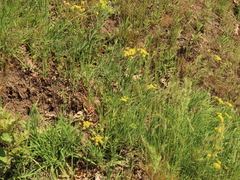 Lomatium triternatum brevifolium