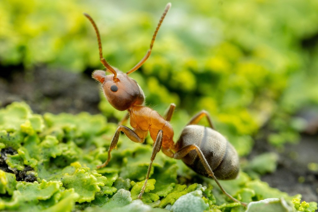 Velvety Tree Ant