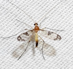 Macrocerinae