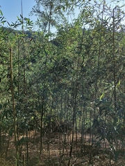 Phyllostachys makinoi